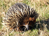 Echidna im Grampians National Park in Australien